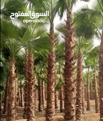  1 ‏موسسه شجرة المطر السعوديه