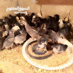  5 صوص بلدي طاير شرو مكفولات من اي مرض وعرض الحمدلله العدد 300 تقريباً مط