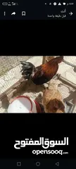  10 دجاج للبيع