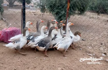  1 وز سوبر جامبو وجاج كوشن ومصوف