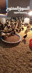  5 موجود صوص بلدي