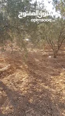  1 مزرعة للبيع ، بها بيت