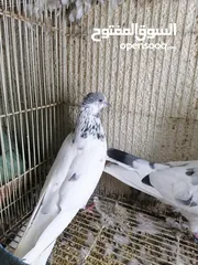  3 حمام باكستاني Pakistani pigeons