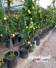  3 التقوى لتنسيق الحدائق