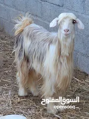  6 اغنام رحبيه