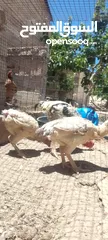  1 موجود دجاجتين فرنسيات وديك للبيع او للبدل على خمس دجاجات بلديات