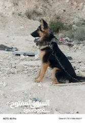  1 كلبه جيرمان لعوبه جدا