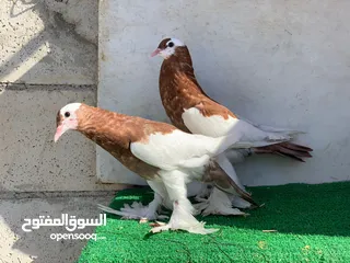  4 منافيخ جامبو قصه حمرا