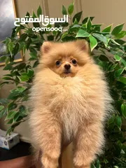  2 CUTE POMERANIAN FEMALE PUPPY