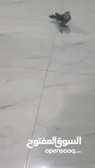  4 اليف ويسمع الكلام الطير الكوكتيل يفضل شراءه انهو ممتع