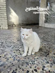  4 قطه للبيع شيرازي