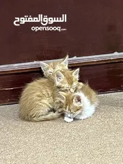  1 3 cute kittens (3-4 weeks old) for free adoption - ثلاث قطط صغار للتبني