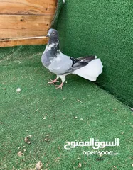  2 متاح 6 مخاليف نوري وجوز سيكي