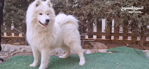  1 جرو سامويد  samoyed puppy