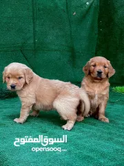  2 golden retriever puppies