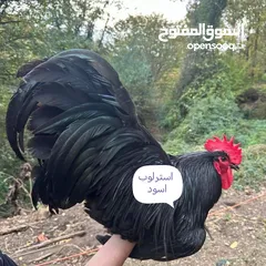  4 بيض وصوص من الانواع الي في الصور