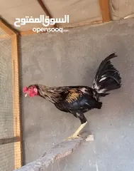  1 ديوجه للبيع