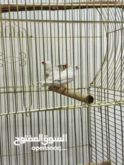  3 Finches Adult size 4 birds