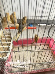  2 ست حبات مخاليف كنار