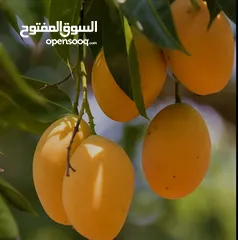  2 مشروع استيراد الفاكهة والخضروات