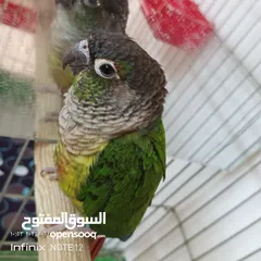  1 ببغاء جرين شك أليف