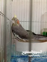  3 يوجد لدي اربع ببغاوات كوكتيل ما في ولا واحد منهم اليف في واحد بس شوي اليف  شاهد الوصف
