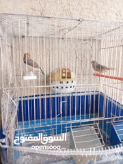  3 جواز فنقز للبيع