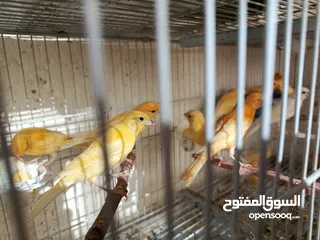  3 كوم كناري 17فرخ وطيرتين العدد 19