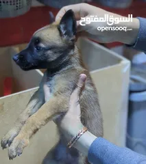  2 Femelle Malinois