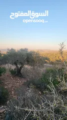  1 900 متر كوشان مشجره زتون رومي واصلها كل الخدمات