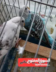  2 طيور حب بادجي عدد 6 ..العمر اكثر من 6 شهور.. العر 23 دينار انثى حب جاهزة فل الفل .. الحبة 5 دنانير