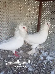  8 حمام للبيع