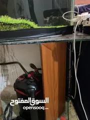  5 حوض سمك كبير + فلتر خارجي + طاوله من الزجاج