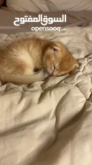  8 قولدن سكوتش فولد golden scottish fold