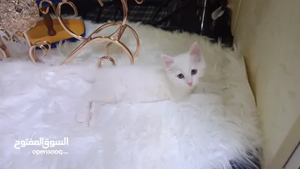  2 قطه ميكس صغيره بيضاء  Kitten ..............................................