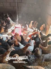  1 بسم الله مشاء الله متاح بفضل الله فراخ بلدي العمر شهرين صحه ونضافه بصلاه على النبي ماخذات مطاعيم نيو