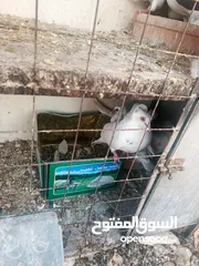  15 حمام مشكل زوجل مكتيف بلجكه جوز حمام انواع