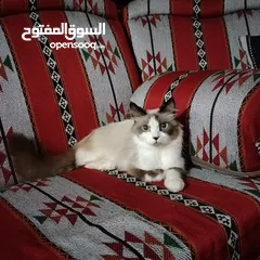  7 قطه رادغول للبيع