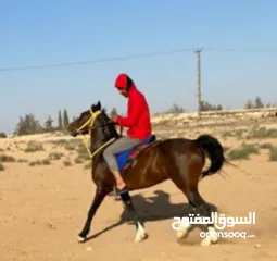 2 فرس عربيه بدون أوراق العمر 5سنين