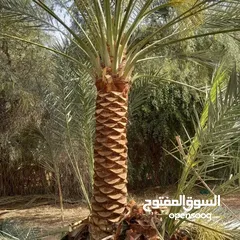  14 Date Palm Trees