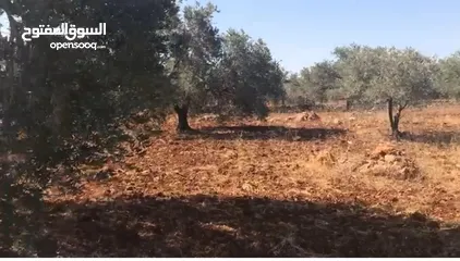  1 أرض مسطحة على رأس جبل مليئة بأشجار الزيتون تصنيف بي