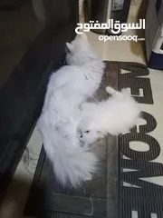  3 قطط للتبني ام وابنها بحاله ممتازه