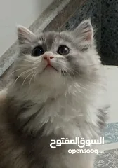  1 قطط بيت شيراز