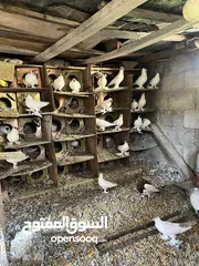  13 حمام زواج زق