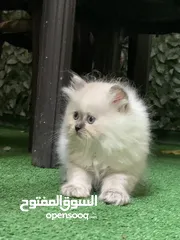  10 قطط هيمالايا