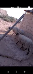  1 نعجه قبرصيه