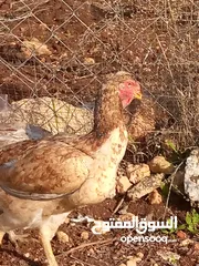  5 للبيع اقرا التفاصيل