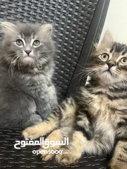 2 للبيع قطط عمر شهرين 2 سكوتش  1 بريتش 1 شانشيلا مكس بريتش