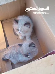  2 كيتن راغدول