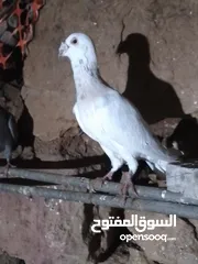  1 حمام للبيع